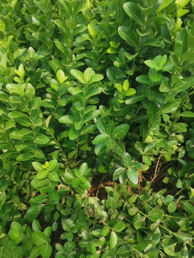 卫矛供应批发基地