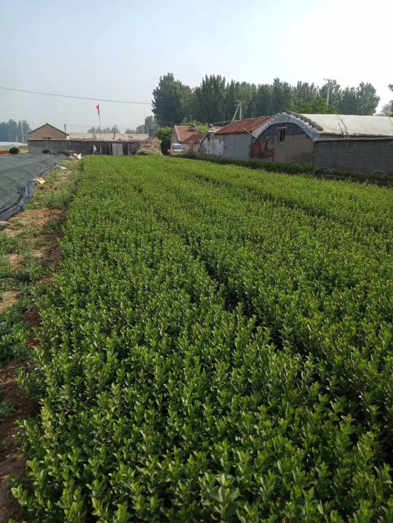 卫矛供应批发基地