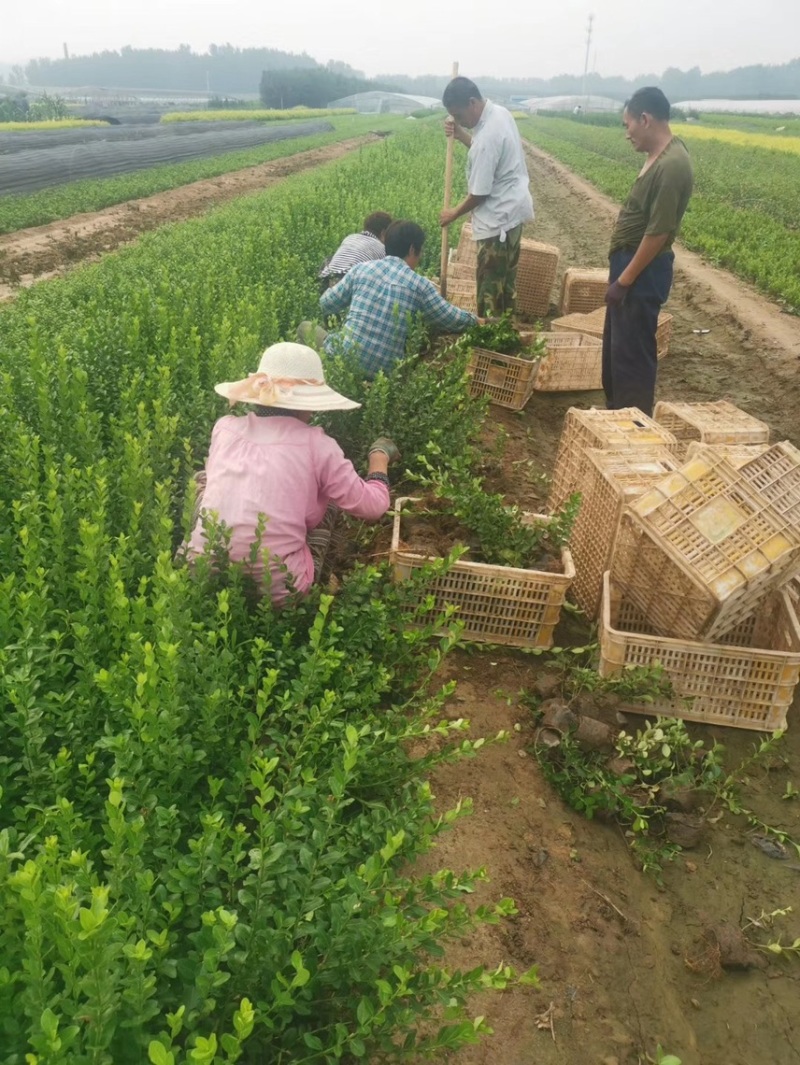 卫矛供应批发基地
