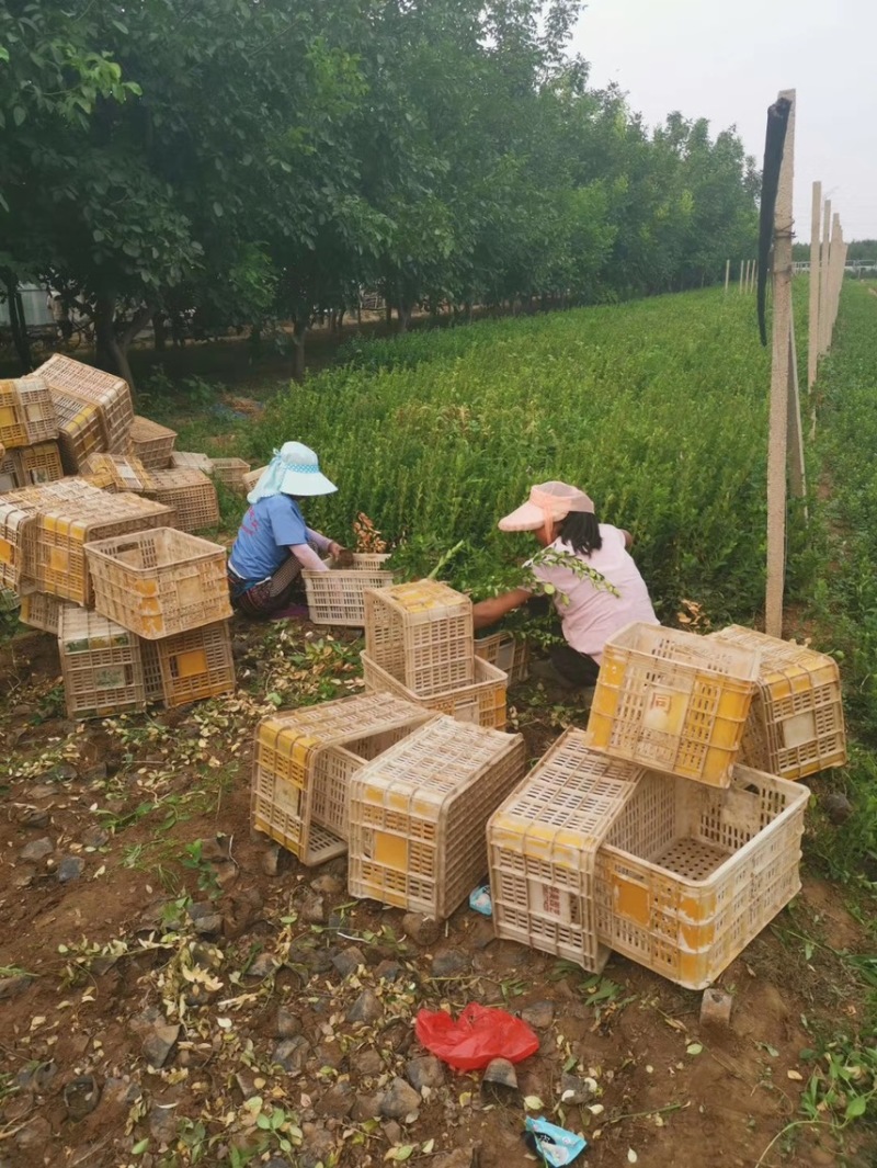 卫矛供应批发基地