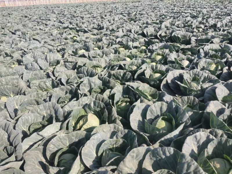 河北邯郸基地直发优选精品甘蓝品质有保障价格优惠欢迎咨询