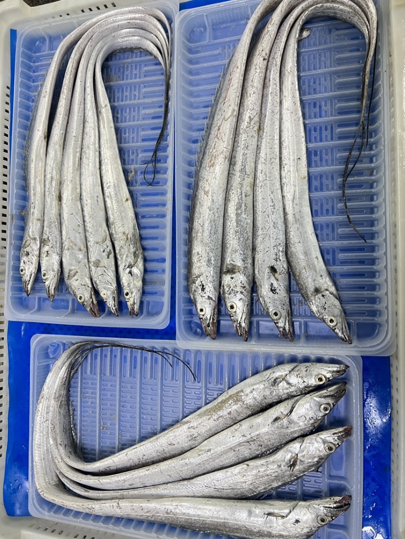 渤海湾刀鱼，2斤装，品质优良！