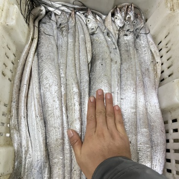 渤海湾刀鱼，2斤装，品质优良！