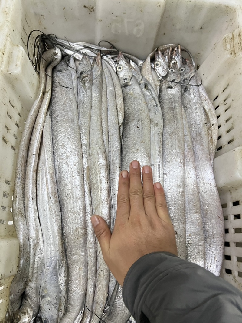渤海湾刀鱼，2斤装，品质优良！