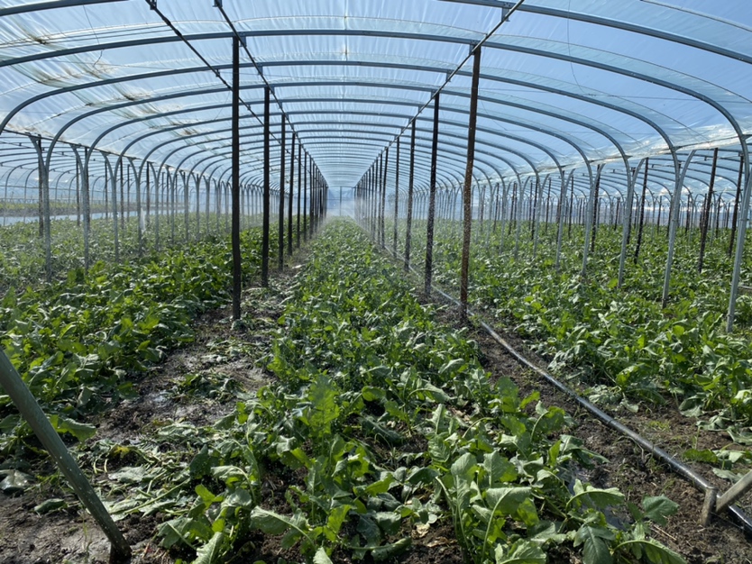 红皮水萝卜冬季大棚种植示意图