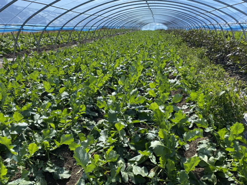 水果萝卜不同地区种植时间对照表