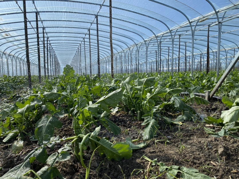 水果萝卜夏季遮阳网栽培场景