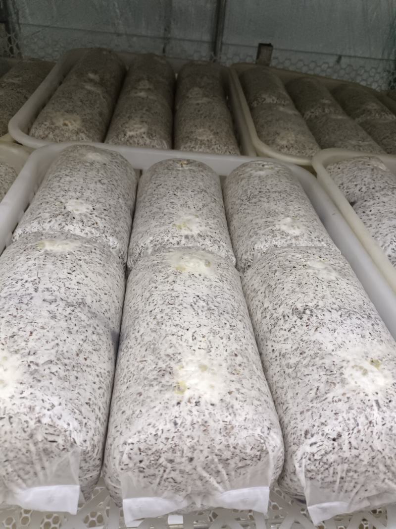 金耳菌源头生产厂家