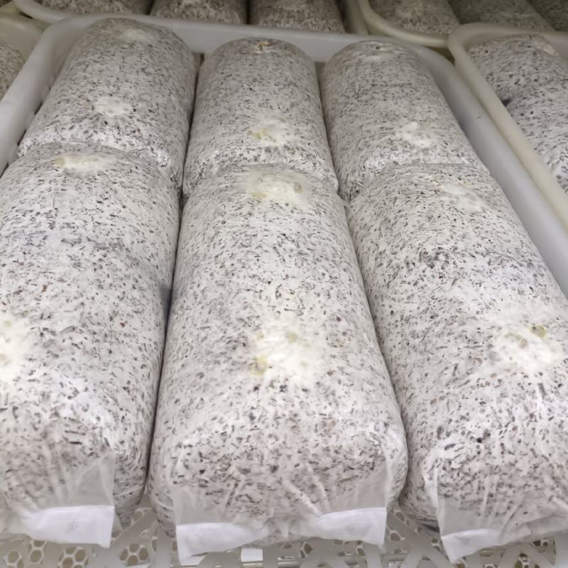 金耳菌源头生产厂家