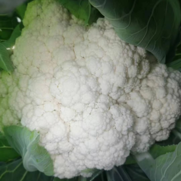四川精品花菜85天小米散花菜花松花菜每天出货