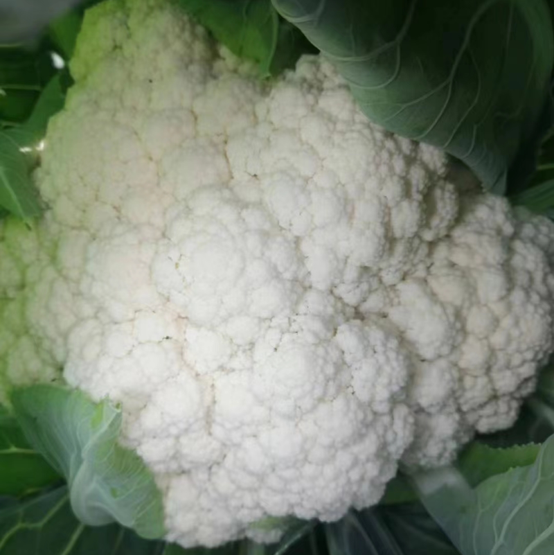 四川精品花菜85天小米散花菜花松花菜每天出货