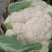 四川精品花菜85天小米散花菜花松花菜每天出货