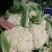 四川精品花菜85天小米散花菜花松花菜每天出货