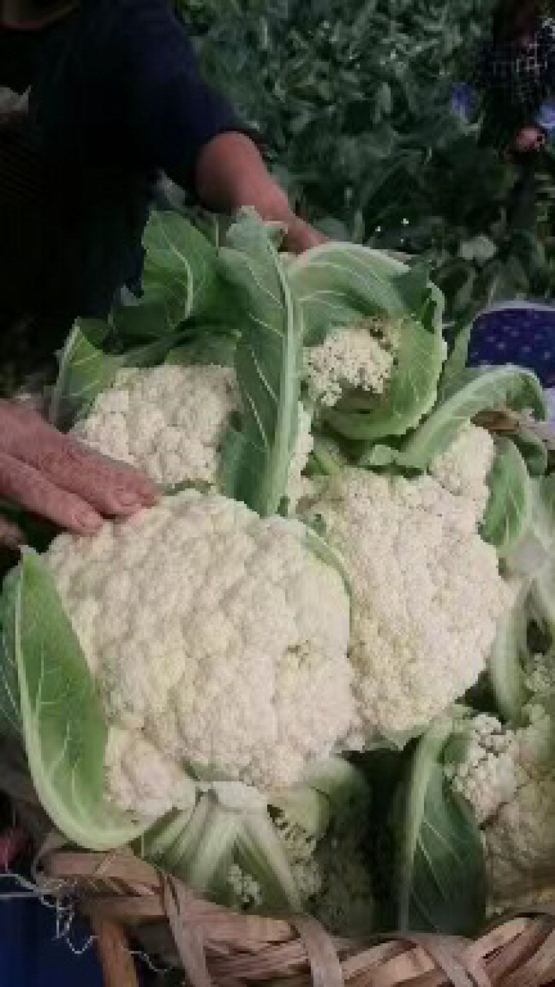 四川精品花菜85天小米散花菜花松花菜每天出货