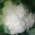 四川精品花菜85天小米散花菜花松花菜每天出货
