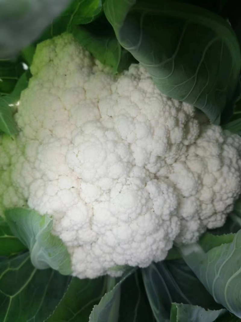 四川精品花菜85天小米散花菜花松花菜每天出货