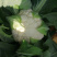 四川精品花菜85天小米散花菜花松花菜每天出货