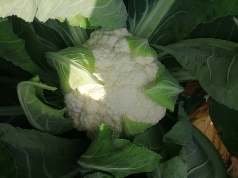 四川精品花菜85天小米散花菜花松花菜每天出货