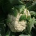 四川精品花菜85天小米散花菜花松花菜每天出货
