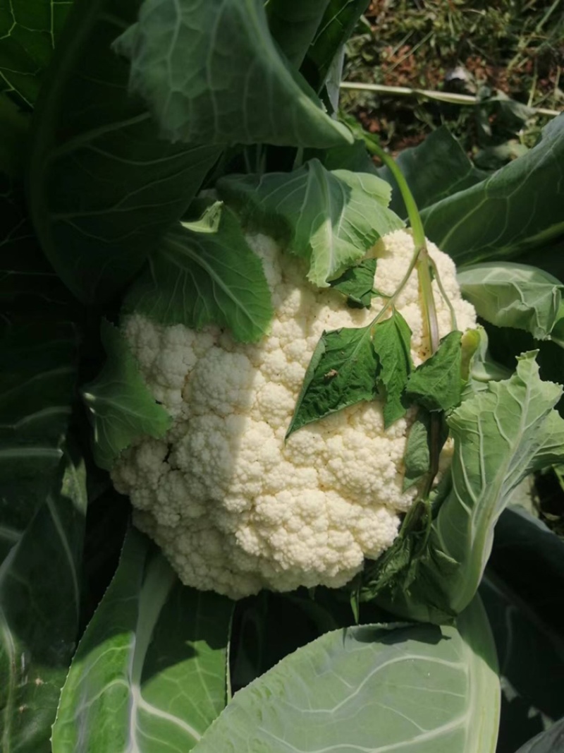 四川精品花菜85天小米散花菜花松花菜每天出货