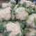 四川精品花菜85天小米散花菜花松花菜每天出货
