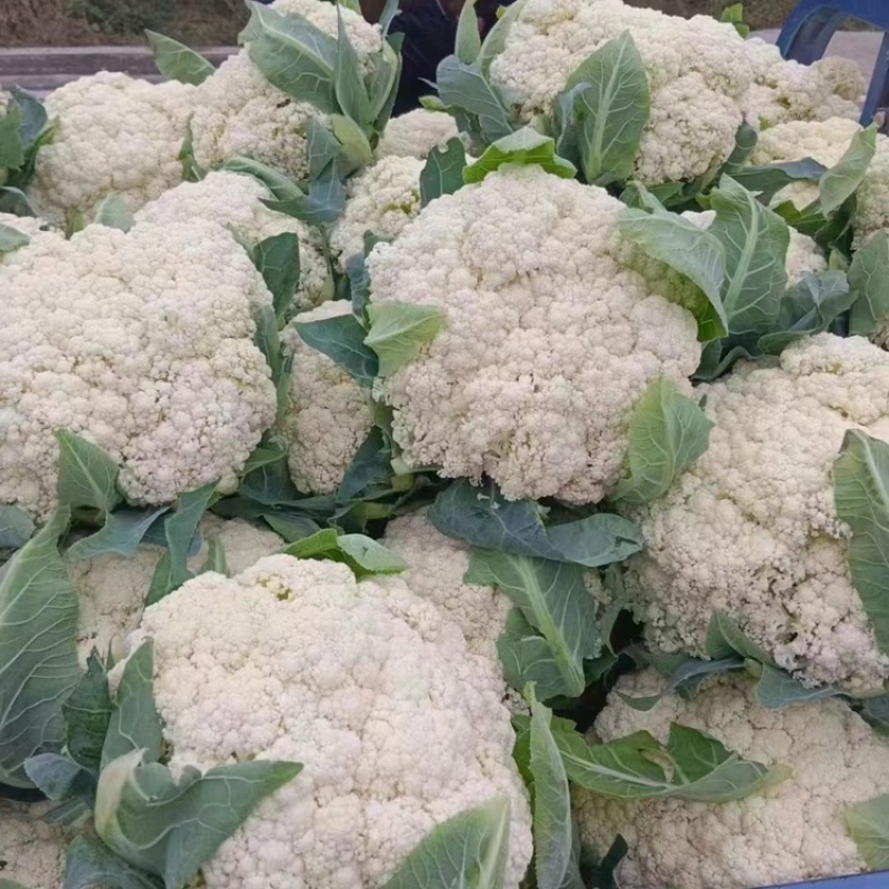 四川精品花菜85天小米散花菜花松花菜每天出货