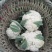 四川精品花菜85天小米散花菜花松花菜每天出货