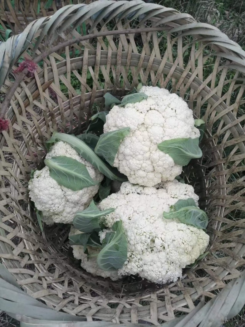 四川精品花菜85天小米散花菜花松花菜每天出货