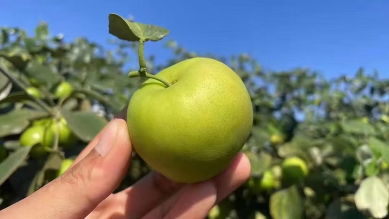 西双版纳苹果枣，口感非常好，清脆甜可口，枣中的王中王！！