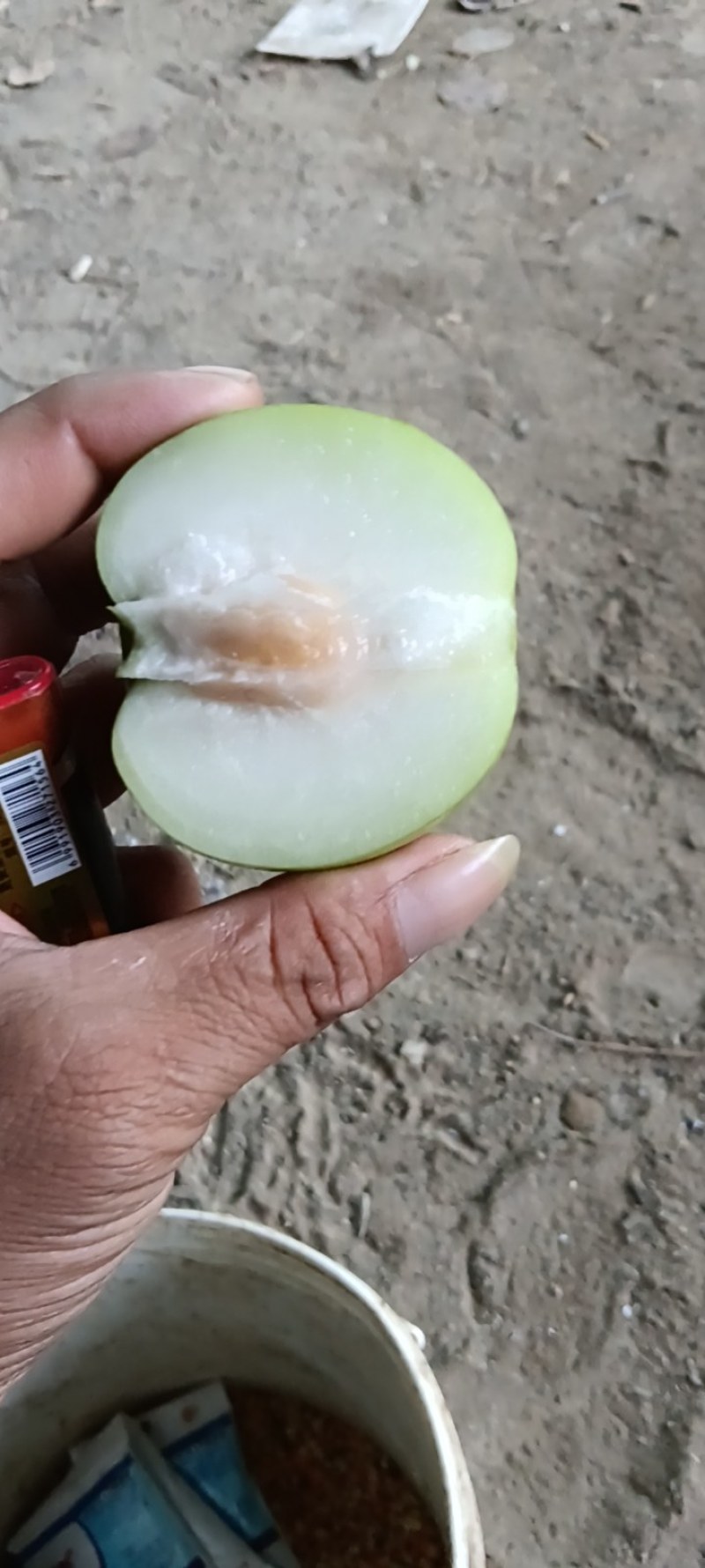 西双版纳苹果枣，口感非常好，清脆甜可口，枣中的王中王！！
