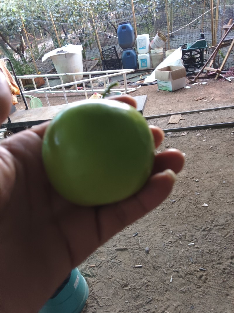 西双版纳苹果枣，口感非常好，清脆甜可口，枣中的王中王！！
