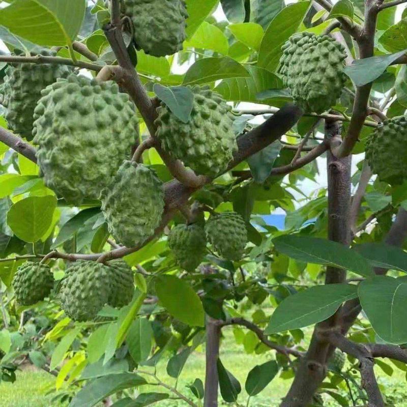 新采释迦果种子番荔枝庭院果树种籽林檎唛螺陀洋波罗番苞萝佛