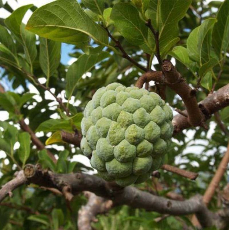 新采释迦果种子番荔枝庭院果树种籽林檎唛螺陀洋波罗番苞萝佛