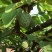 新采释迦果种子番荔枝庭院果树种籽林檎唛螺陀洋波罗番苞萝佛
