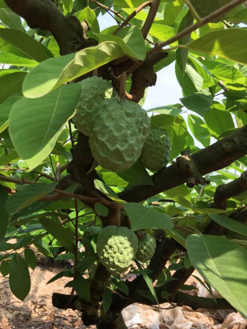 新采释迦果种子番荔枝庭院果树种籽林檎唛螺陀洋波罗番苞萝佛