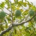 新采释迦果种子番荔枝庭院果树种籽林檎唛螺陀洋波罗番苞萝佛