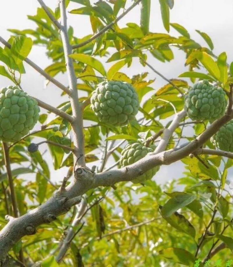新采释迦果种子番荔枝庭院果树种籽林檎唛螺陀洋波罗番苞萝佛