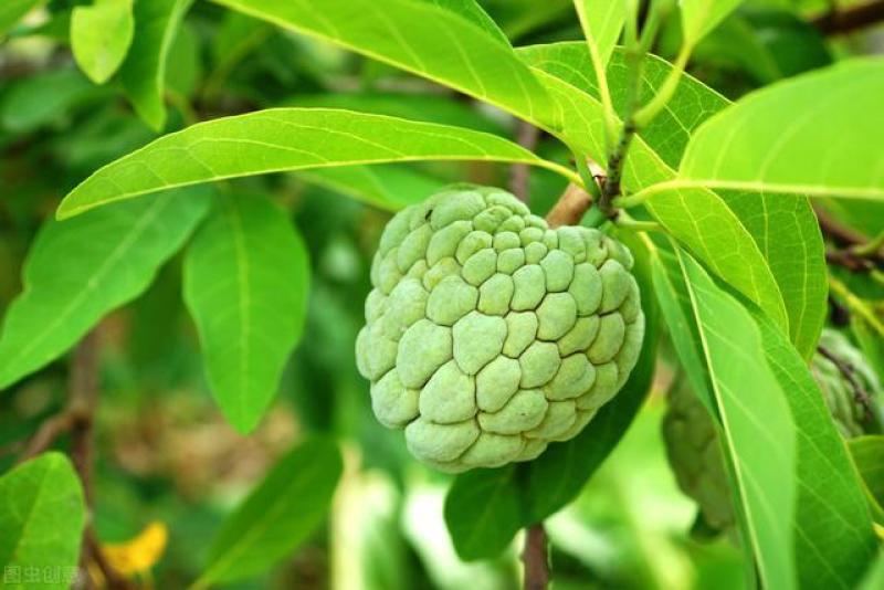 新采释迦果种子番荔枝庭院果树种籽林檎唛螺陀洋波罗番苞萝佛