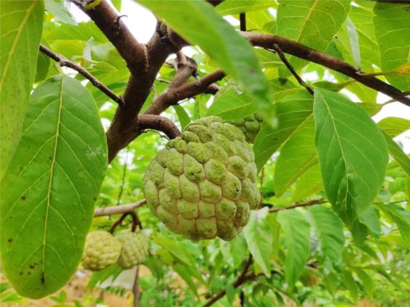 新采释迦果种子番荔枝庭院果树种籽林檎唛螺陀洋波罗番苞萝佛