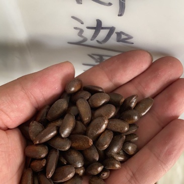 新采释迦果种子番荔枝庭院果树种籽林檎唛螺陀洋波罗番苞萝佛