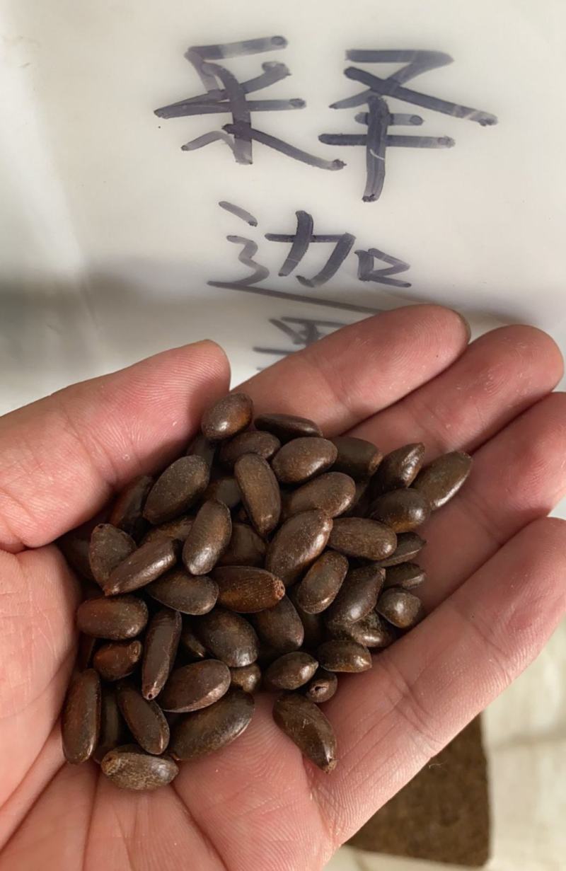 新采释迦果种子番荔枝庭院果树种籽林檎唛螺陀洋波罗番苞萝佛