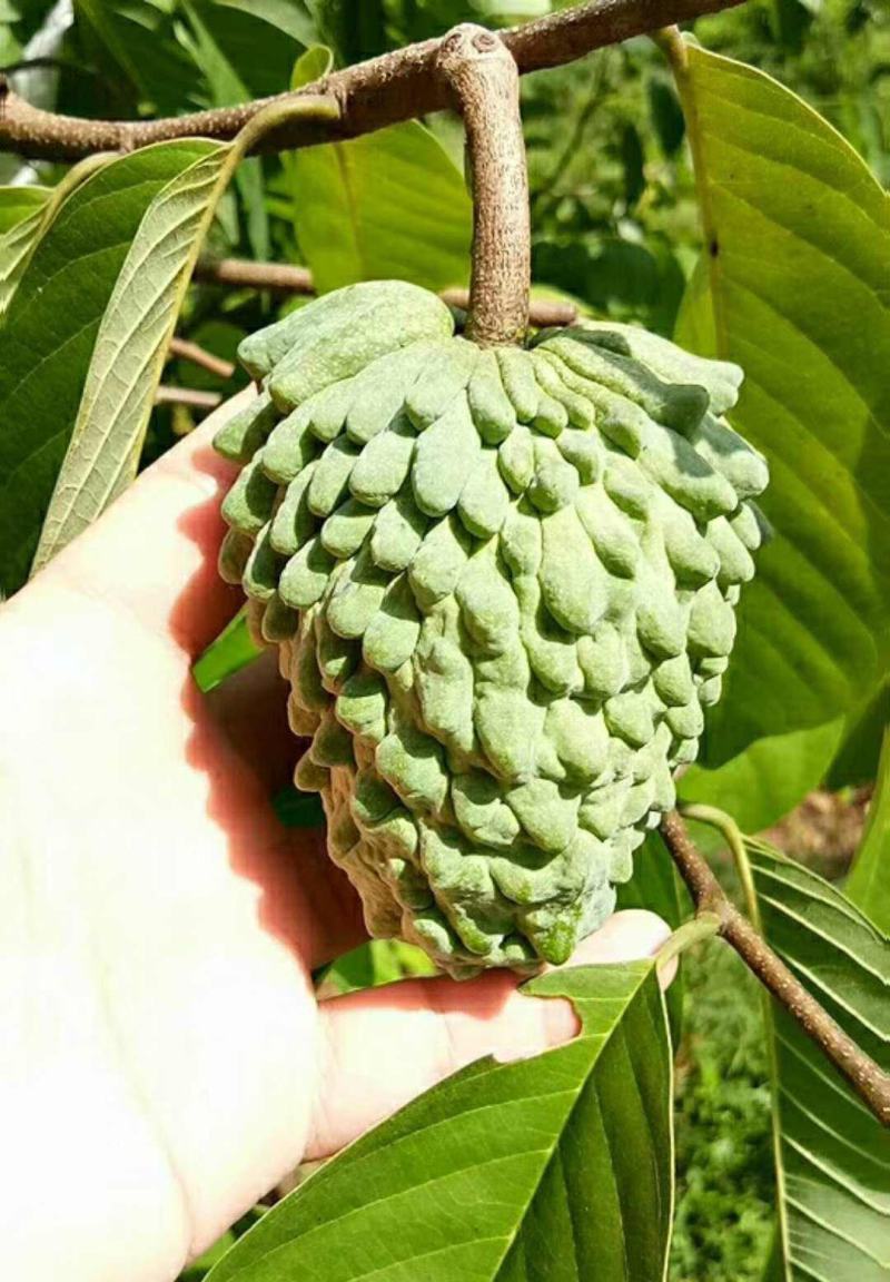 新采释迦果种子番荔枝庭院果树种籽林檎唛螺陀洋波罗番苞萝佛