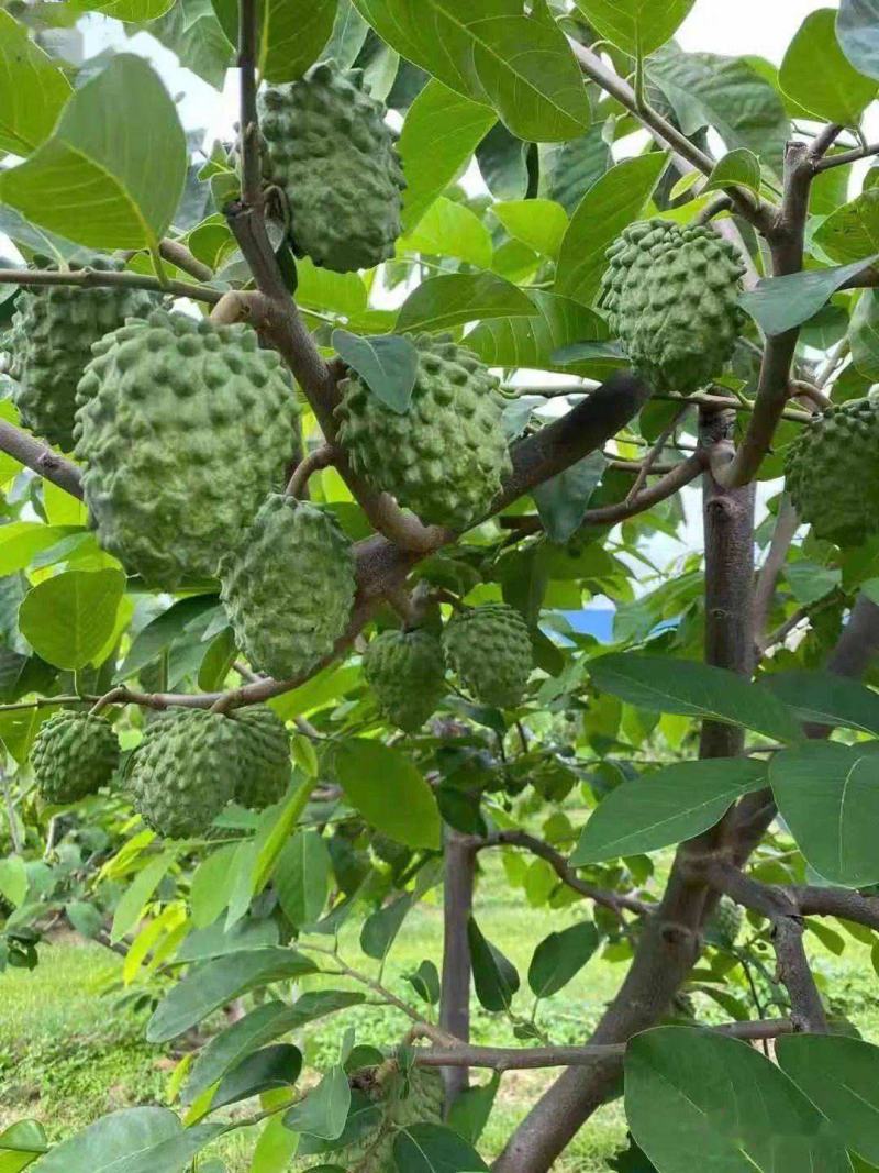新采释迦果种子番荔枝庭院果树种籽林檎唛螺陀洋波罗番苞萝佛