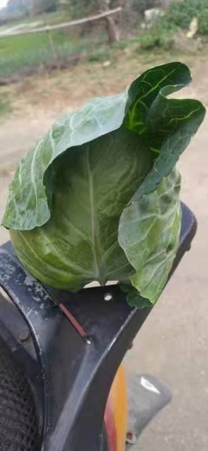 云梦县青萝卜大量上市，随要随拔，质量数量有保障各种包装有