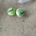 云梦县青萝卜大量上市，随要随拔，质量数量有保障各种包装有