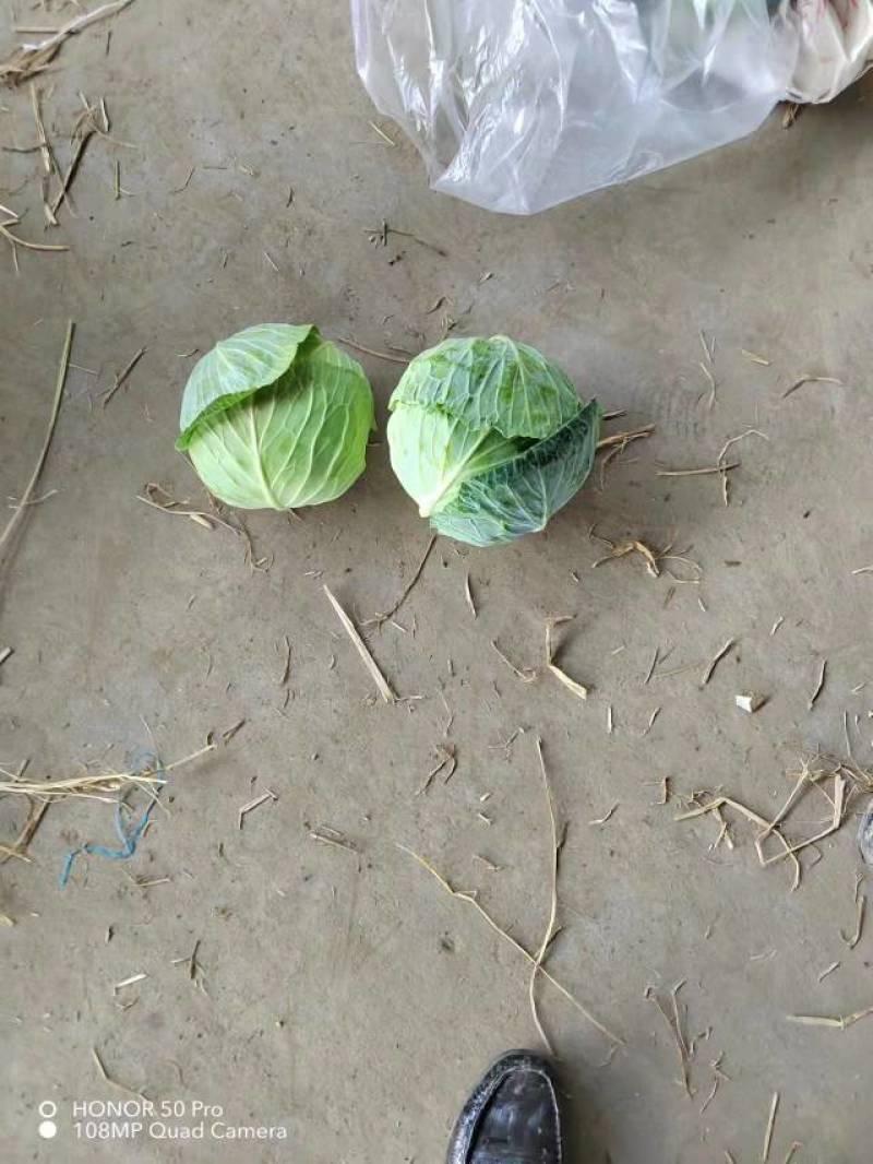云梦县青萝卜大量上市，随要随拔，质量数量有保障各种包装有