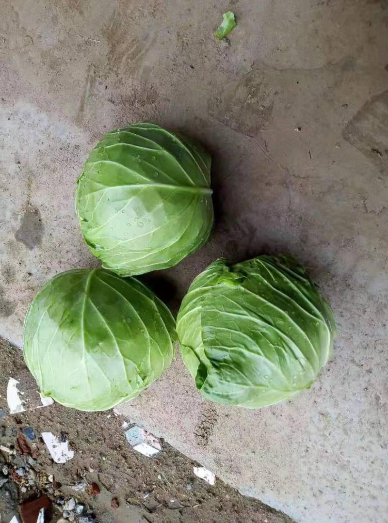 云梦县青萝卜大量上市，随要随拔，质量数量有保障各种包装有