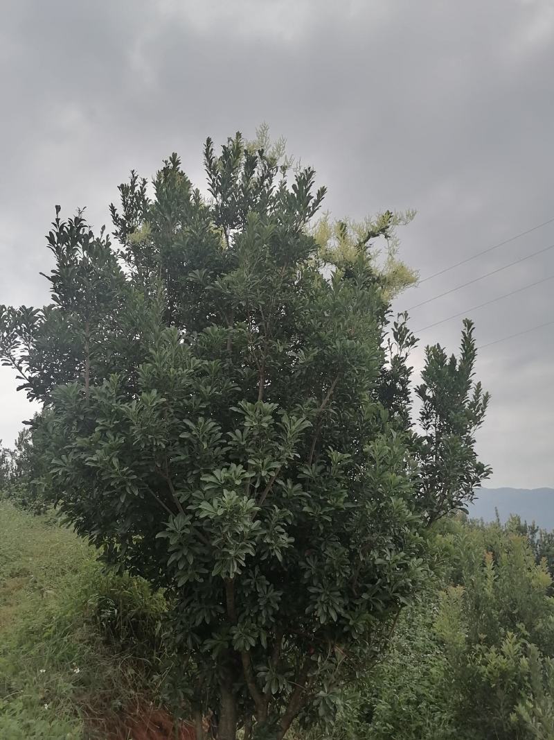 杨梅树