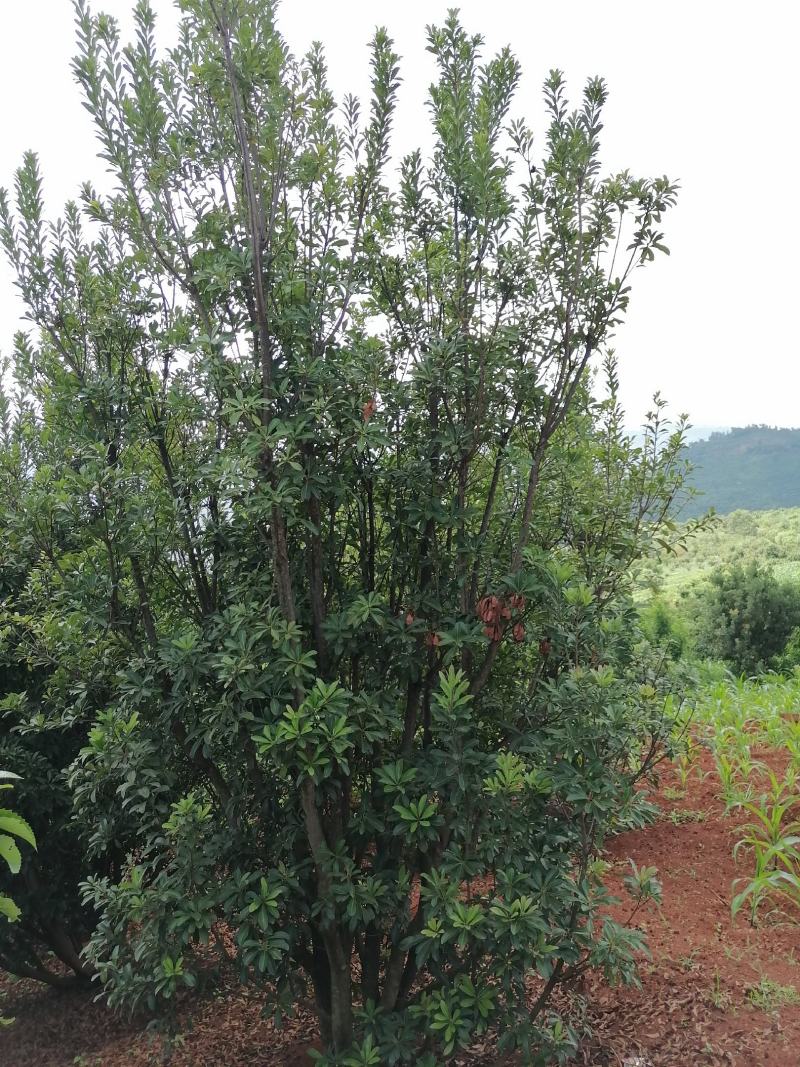 杨梅树