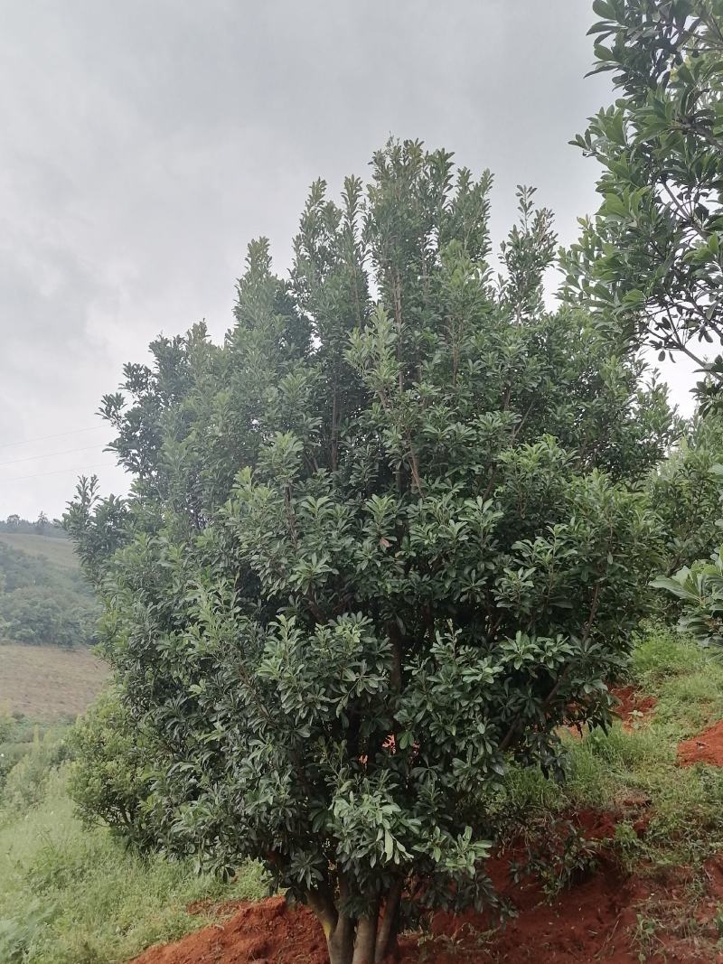 杨梅树